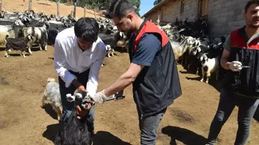 Muş'ta Küçükbaş Hayvan Aşılaması