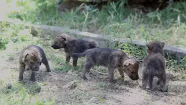 Muş'ta Kurt Yavruları Koruma Altına Alındı