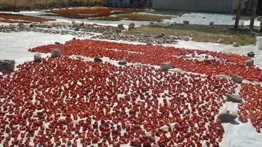 Muş'ta Kurutmalık Sebze Satışı