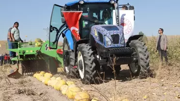 Nevşehir'de Kabak Çekirdeği Hasadı Başladı