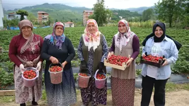Ordu'da İlk Çilek Hasadı Başladı