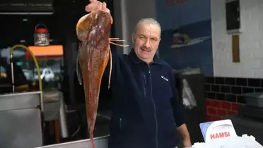 Kırlangıç Balığı Balıkçıları Sevindiriyor