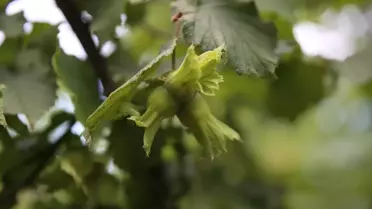 Ordu'da Fındık Rekolte Tespit Çalışmaları Başladı
