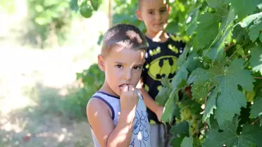 Dekar başına 1,5 ton verim bekleniyor! Kilosu 150 lira