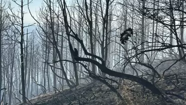 Hendek'te Orman Yangınına Müdahale Başlatıldı