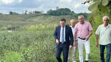 Samsun'da Aronya Üretimi Artıyor