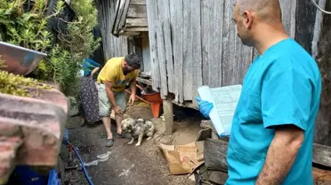 Samsun'da Hayvanlar Mikroçiplendi
