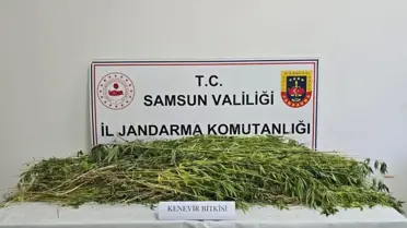 Samsun'da 5 bin 608 Kök Hint Keneviri Ele Geçirildi