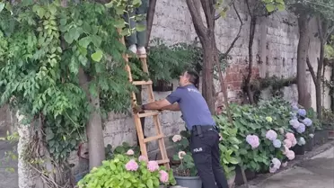 Bafra'da Ağaçtan Düşen Kadın Hastaneye Kaldırıldı