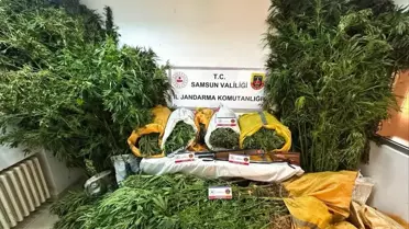Samsun'da Kenevir Operasyonu: Baba ve Oğul Tutuklandı