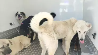 Samsun'da 37 Sahipsiz Köpek Toplandı