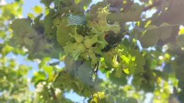 Samsun'da Fındık Rekoltesi Tespiti Çalışması
