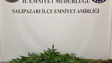 Samsun'da 75 Kök Hint Keneviri Ele Geçirildi
