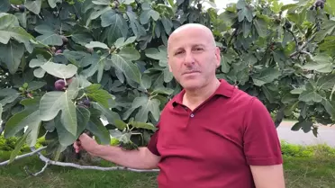 Tekkeköy'de Mor Patlıcan İnciri Hasadı