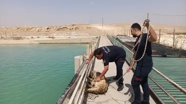 Köpek Sulama Kanalında Kurtarıldı