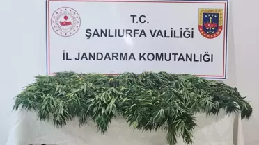 Uyuşturucu Operasyonu: 2 Gözaltı