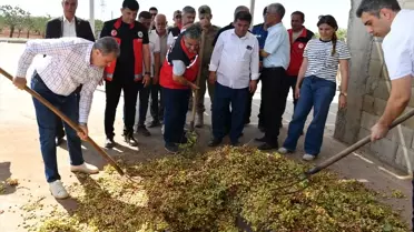 Vali Şıldak Fıstık Hasadına Katıldı