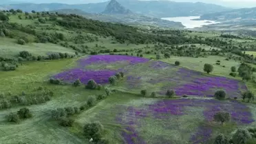Şebinkarahisar'da Mor Çiçekler