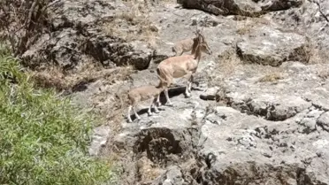 Şirvan'da Dağ Keçileri Görüntülendi