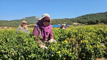 Sındırgı'da Biberiye Hasadı Başladı