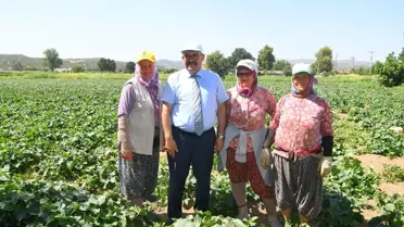 Sındırgı Kornişonunda Hasat Başladı
