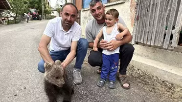 Bitkin Ayı Yavrusu Koruma Altına Alındı