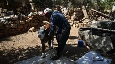 Bebeğe Buzağı Tedavisi: Buhar Cihazıyla Sağlığına Kavuştu