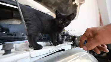 Tamirhanede Bir Kedi Yavrusunun Yeni Yuvası