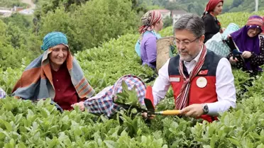 Yumaklı: Türkiye, Çay Üretiminde Beşinci Sırada
