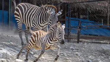Tarsus Doğa Parkı'nda Yeni Yavrular Dünyaya Geldi