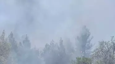 Denizli'de Orman Yangını Söndürüldü