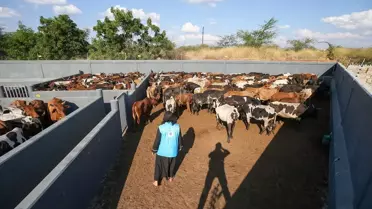 Mozambik'te Kurban Hazırlıkları