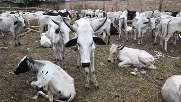 TDV, Togo'da 21 Bin Aileye Kurban Eti Dağıtıyor