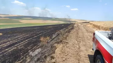 Çorlu'da Yangın: 70 Dönüm Buğday Tarlası Zarar Gördü