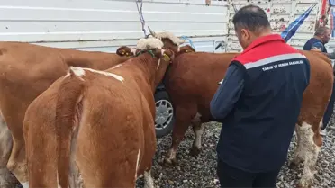 Tokat'ta Süt Sığırcılığı Projesi Töreni