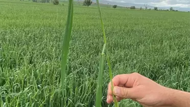 Tokat'ta Dolu Yağışı Hasar Tespit Çalışmaları Başladı