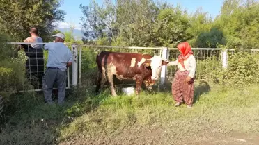 Erbaa'da 3 inek göletten kurtarıldı