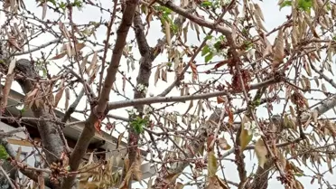 Eylül'de Kiraz Ağaçları Çiçek Açtı