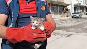 Niksar'da Otomobilden Kedi Kurtarıldı