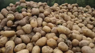Tokat'ta Patates Hasadı Devam Ediyor