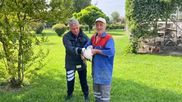 Yaralı Leylek Camiden Kurtarıldı