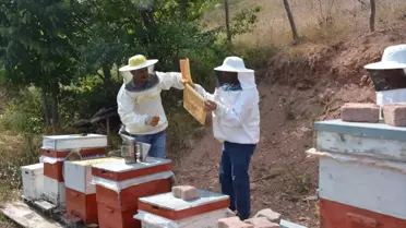 Başçiftlik'te Yayla Balı Hasadı Başladı