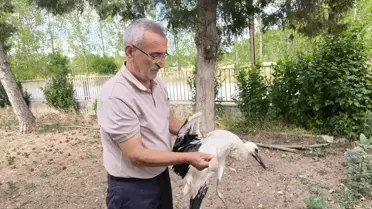 Zile'de Yuvadan Düşen Leylek Kurtarılıyor