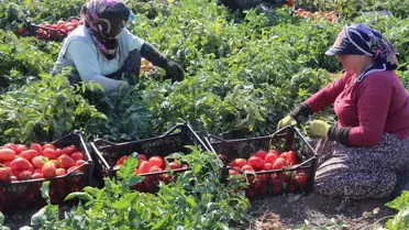 Tokat'ta Domates Hasadı Devam Ediyor