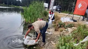 Kaynaşlı'da 100 Bin Sazan Bırakıldı