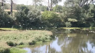 Kuraklık Tunca Nehri'nde Sazlık Oluşturdu