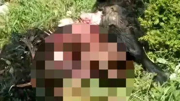 Pülümür'de Ayı Dehşeti