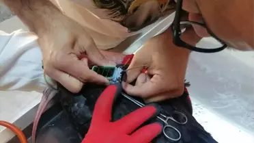 Kelaynaklar Göç Yolculuğuna Başladı