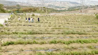 Rahatsızlığına şifa ararken hayatının işini buldu! Daha dalındayken kapış kapış gidiyor