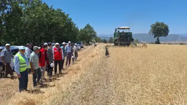 Samsun'da Kanola Hasadı Başladı